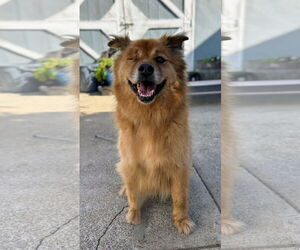 Chow Chow-Golden Retriever Mix Dogs for adoption in San Diego, CA, USA