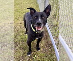 Small #1 American Pit Bull Terrier-Labrador Retriever Mix