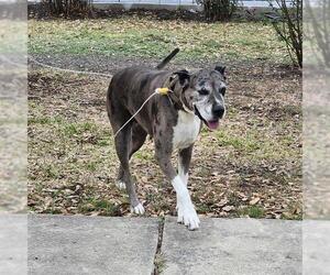 Great Dane-Unknown Mix Dogs for adoption in San Antonio, TX, USA
