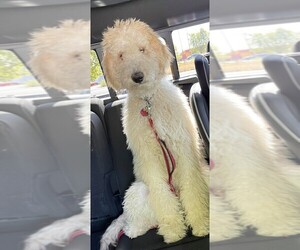 Goldendoodle Puppy for sale in DALLAS, OR, USA