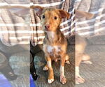 Small #1 Chihuahua Mix