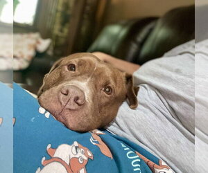 Wemberly - Female Mutt Dog for Adoption - Photo #16