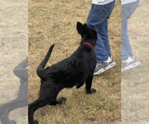 Medium Photo #6 German Shepherd Dog Puppy For Sale in WACO, TX, USA