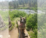 Small #2 Mutt