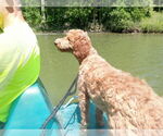 Small #5 Goldendoodle