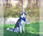 Small #1 Siberian Husky Mix