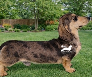 Father of the Dachshund puppies born on 08/09/2026