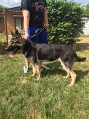 German Shepherd Dog Puppy for sale in STERLING HEIGHTS, MI, USA