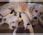 Puppy one of 4 Great Pyrenees