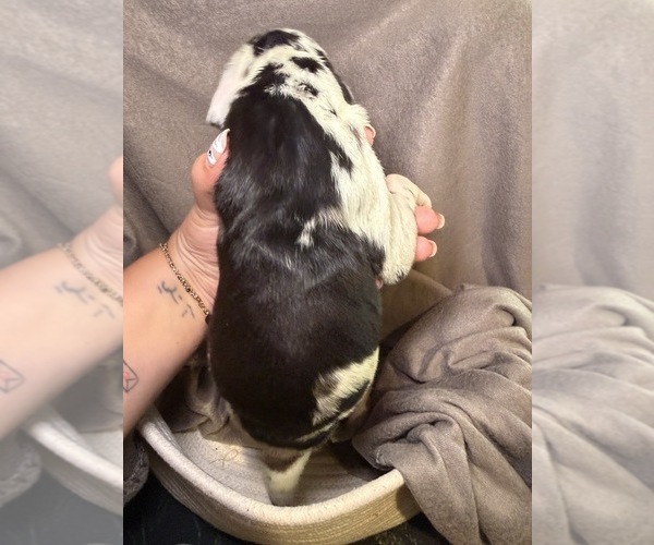 Medium Photo #2 Great Dane Puppy For Sale in GASTONIA, NC, USA