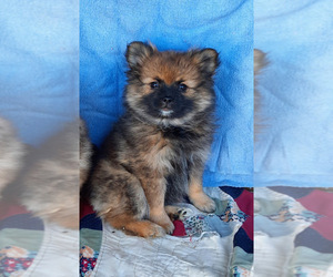 Pomeranian Puppy for sale in SPOTSYLVANIA, VA, USA