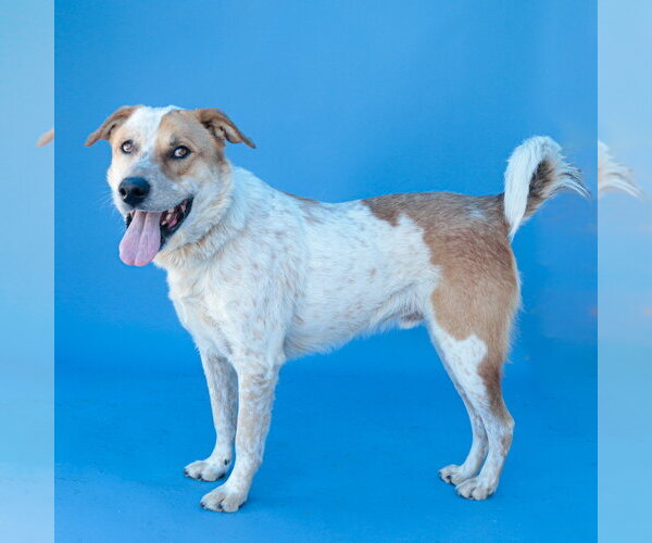 Medium Photo #2 Akita-Unknown Mix Puppy For Sale in Pasadena, CA, USA