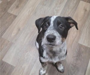 Australian Cattle Dog-Labrador Retriever Mix Puppy for sale in TALLAHASSEE, FL, USA