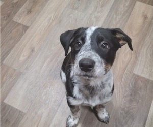 Medium Australian Cattle Dog-Labrador Retriever Mix