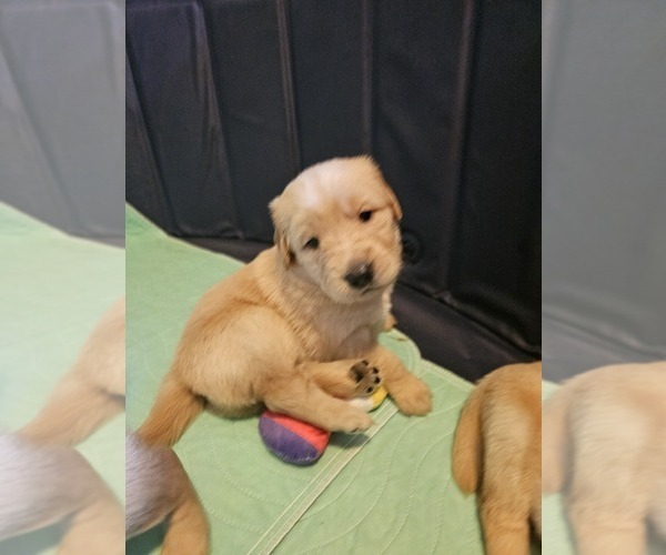 Medium Photo #2 Golden Retriever Puppy For Sale in SALISBURY, NC, USA