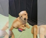 Small #1 Golden Retriever