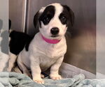 Small #3 Mutt