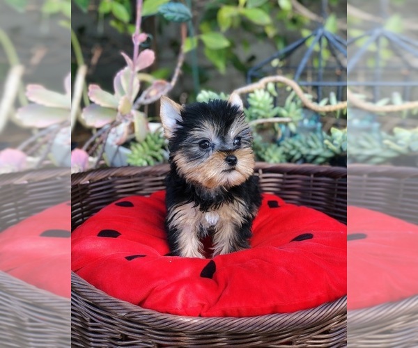Medium Photo #4 Yorkshire Terrier Puppy For Sale in LOS ANGELES, CA, USA