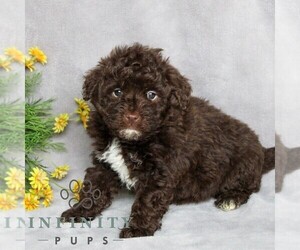 Poovanese Puppy for sale in NEWMANSTOWN, PA, USA