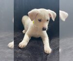 Small Photo #18 Shepradors Puppy For Sale in Attalka, AL, USA