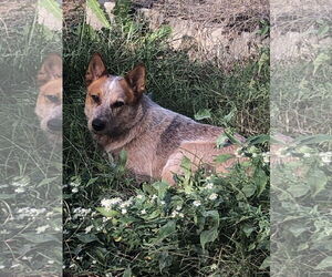 Mutt Dogs for adoption in Garden City, NY, USA