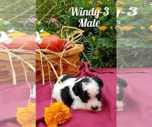 Poodle (Toy)-Ratshire Terrier Mix Puppy for sale in HAMBURG, PA, USA