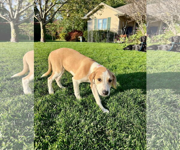 Medium Photo #1 Mutt Puppy For Sale in New London, WI, USA