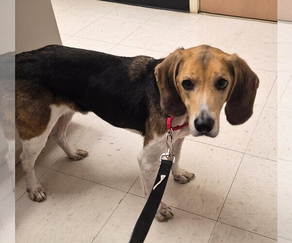 Medium Photo #4 Beagle-Unknown Mix Puppy For Sale in Dunnellon, FL, USA
