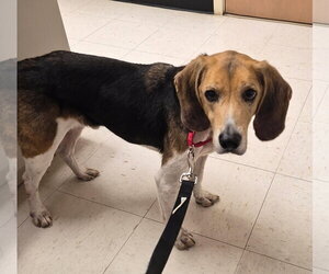 Floppers - Male Beagle-Unknown Mix Dog for Adoption - Photo #4
