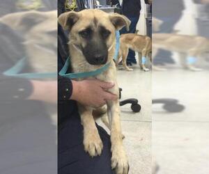 German Shepherd Dog-Unknown Mix Dogs for adoption in Riverside, CA, USA