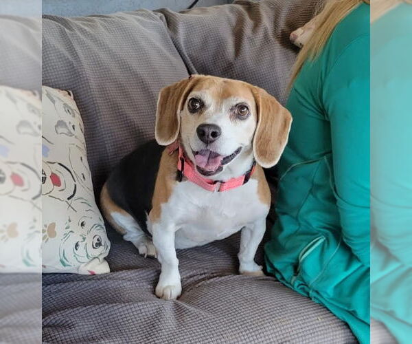 Medium Photo #1 Beagle Puppy For Sale in Las Vegas, NV, USA