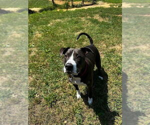 Labrador Retriever-Unknown Mix Dogs for adoption in Ball Ground, GA, USA