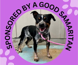 Mutt Dogs for adoption in Santa Cruz, CA, USA