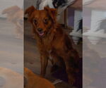 Small #4 Mutt