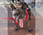 Small #15 French Bulldog Mix