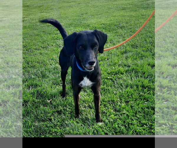 Medium Photo #3 Labrador Retriever-Unknown Mix Puppy For Sale in Bolivar, MO, USA