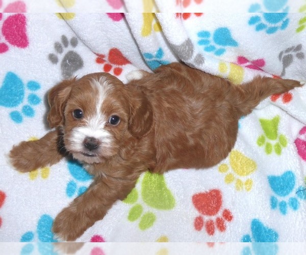 Medium Photo #8 Cavapoo-Poodle (Miniature) Mix Puppy For Sale in ORO VALLEY, AZ, USA
