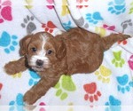 Small Photo #8 Cavapoo-Poodle (Miniature) Mix Puppy For Sale in ORO VALLEY, AZ, USA