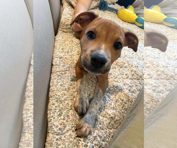 Medium Photo #11 Mutt Puppy For Sale in pomfret, CT, USA