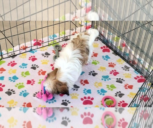 Medium Photo #6 Shih Tzu Puppy For Sale in ORO VALLEY, AZ, USA