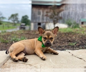 French Bulldog Puppy for sale in LANCASTER, PA, USA