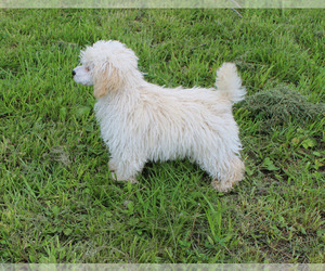 Poodle (Toy) Puppy for sale in CHANUTE, KS, USA