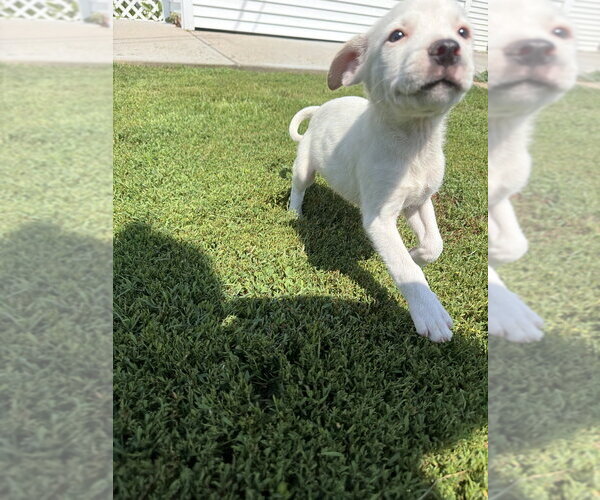 Medium Photo #3 Jack Russell Terrier-Unknown Mix Puppy For Sale in Aurora, IN, USA