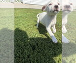 Small #2 Jack Russell Terrier Mix
