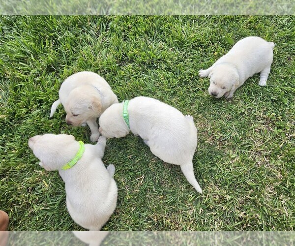 Medium Photo #1 Labrador Retriever Puppy For Sale in CEDAREDGE, CO, USA