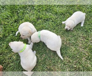 Labrador Retriever Puppy for sale in CEDAREDGE, CO, USA