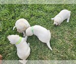 Image preview for Ad Listing. Nickname: Litter of 4