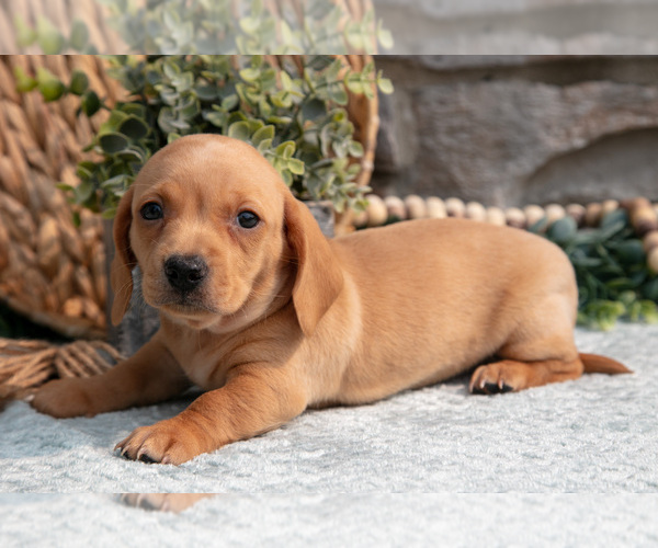 Medium Photo #5 Dachshund Puppy For Sale in NAPPANEE, IN, USA