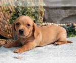 Small #4 Dachshund