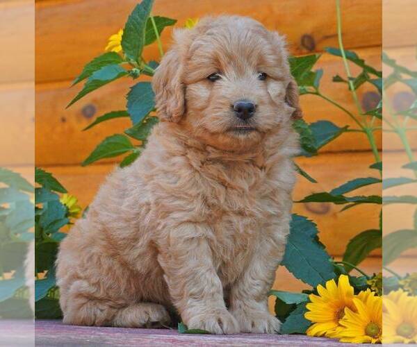 Medium Photo #1 Goldendoodle (Miniature) Puppy For Sale in WITHEE, WI, USA